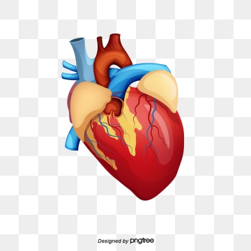 corazon humano png 20 free Cliparts | Download images on Clipground 2021