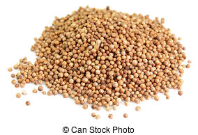 Pictures of dried coriander fruit seeds.