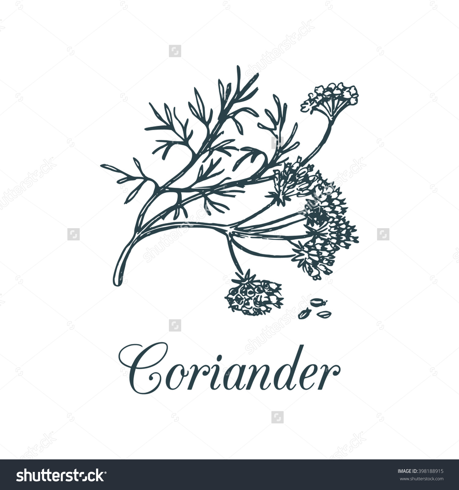 Vector Coriander Illustration Seeds Flowers Hand Stock Vector.
