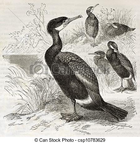 Clip Art de grand, cormoran, vieux, Illustration, (Phalacrocorax.