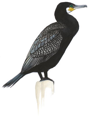 Pelagic Cormorant.