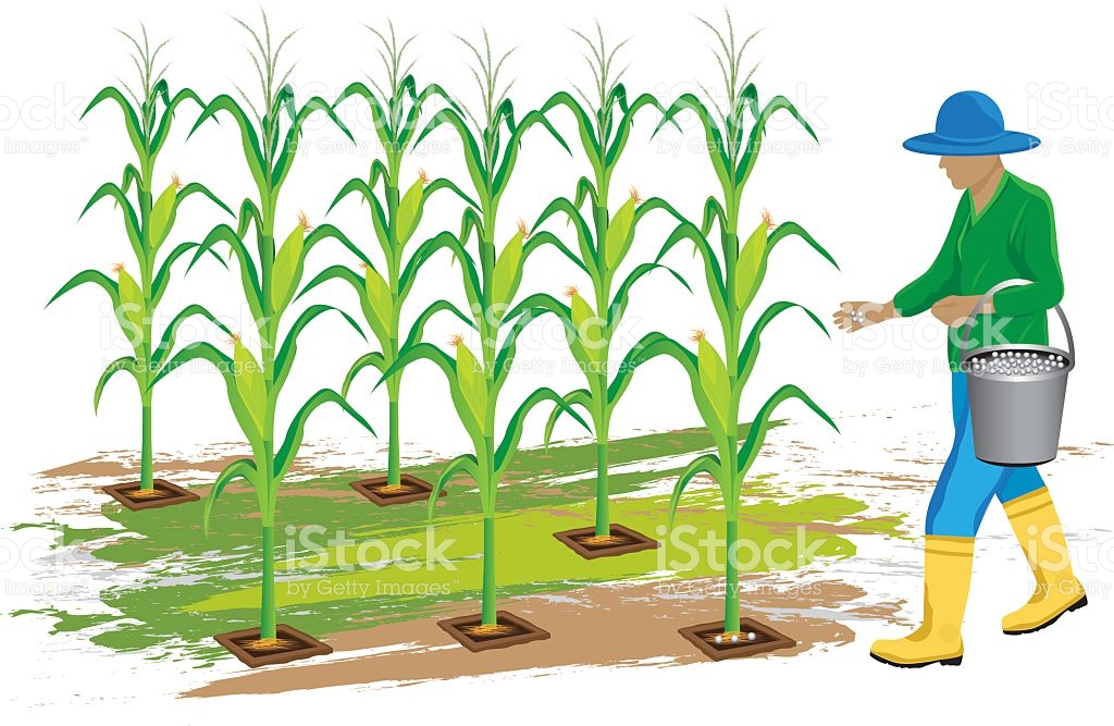 corn field clip art 20 free Cliparts | Download images on Clipground 2021