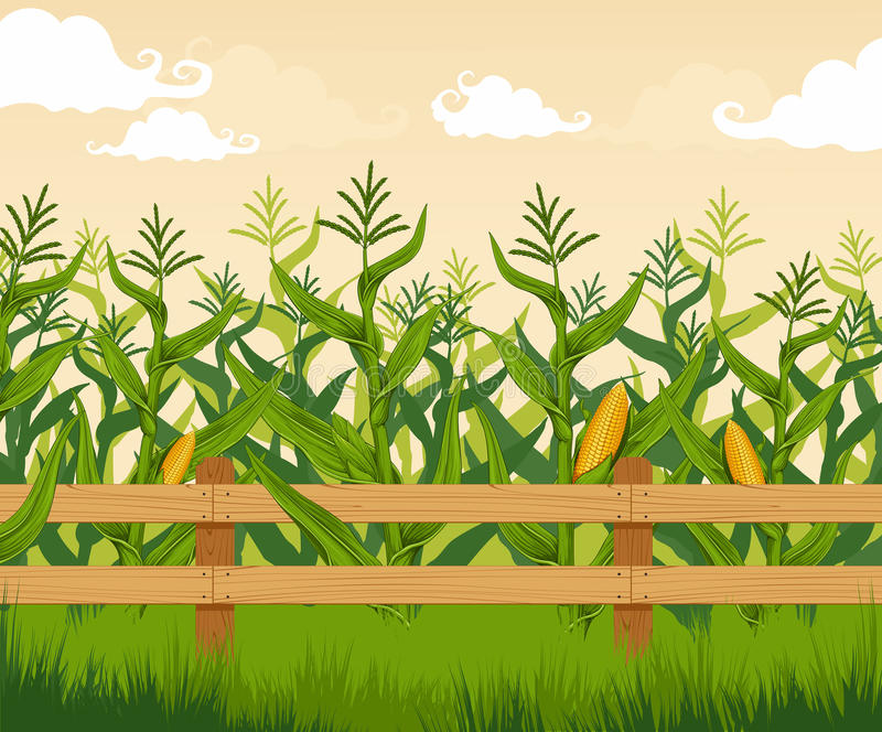 corn field clip art 20 free Cliparts | Download images on Clipground 2024