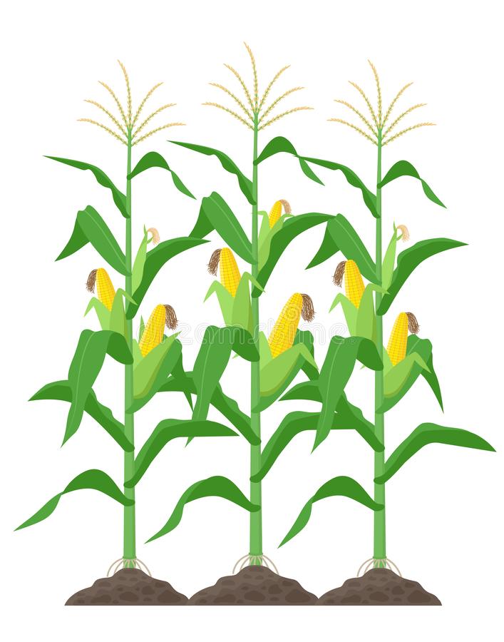 corn field clip art 20 free Cliparts | Download images on Clipground 2024