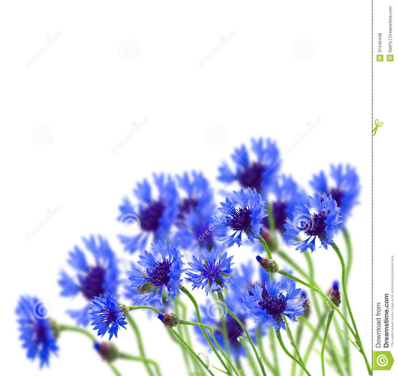 Corn flower clipart 20 free Cliparts Download images on 