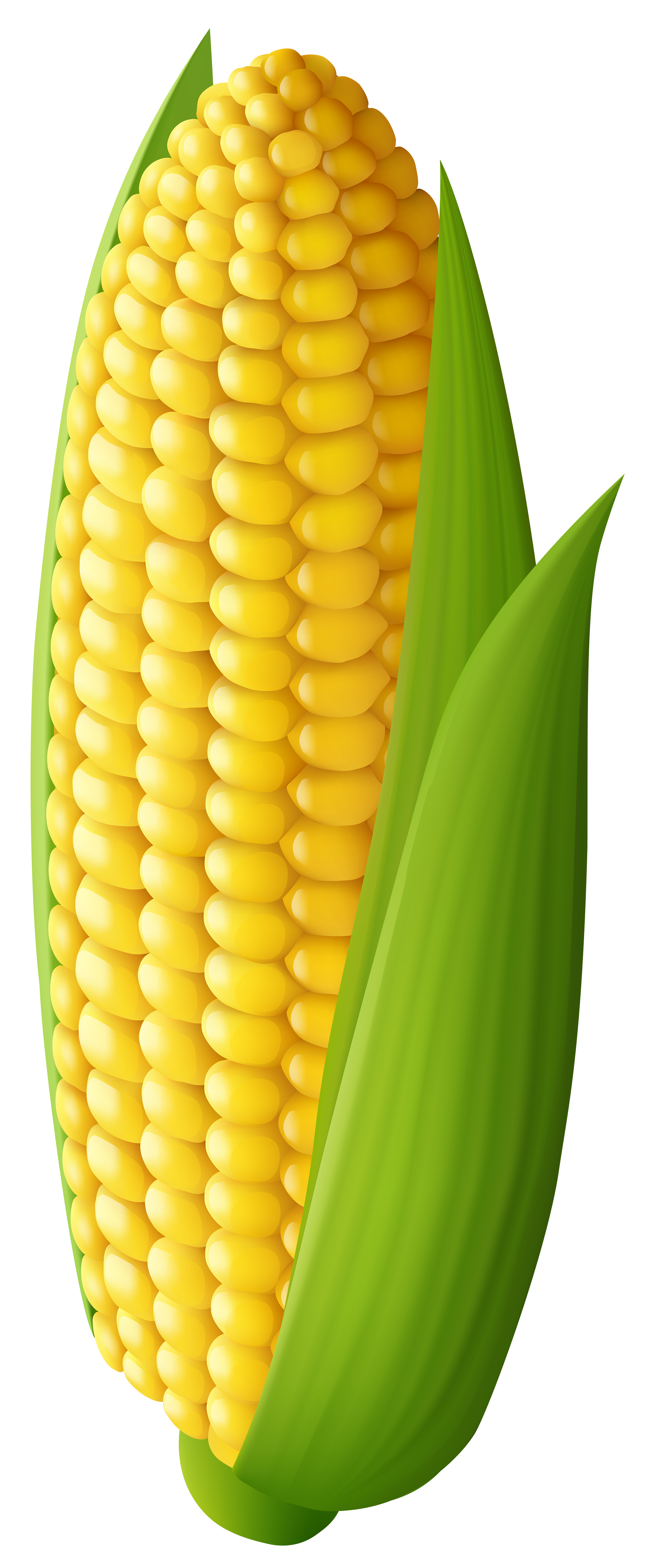 Free Corn Transparent, Download Free Clip Art, Free Clip Art.