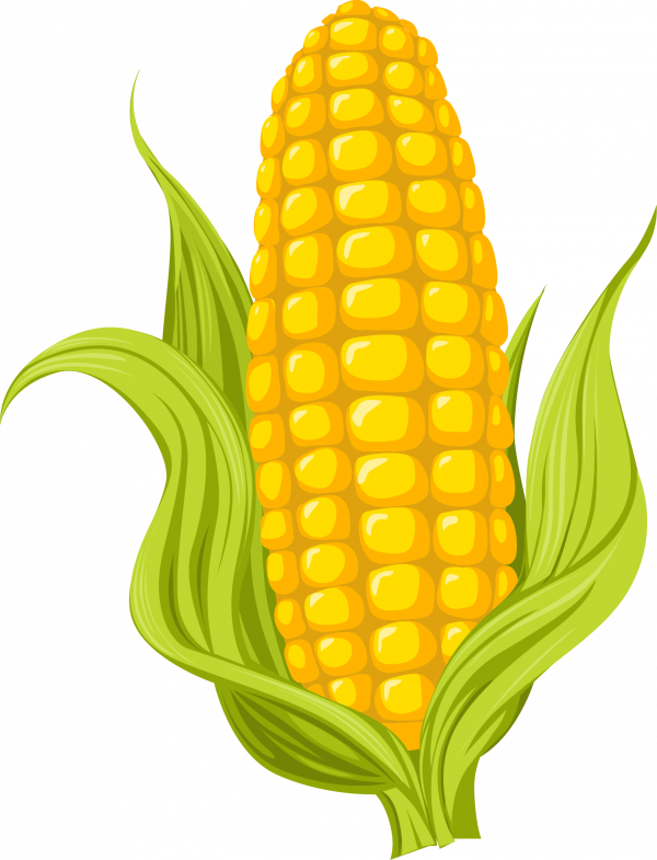 corn kernel clipart 20 free Cliparts | Download images on Clipground 2021