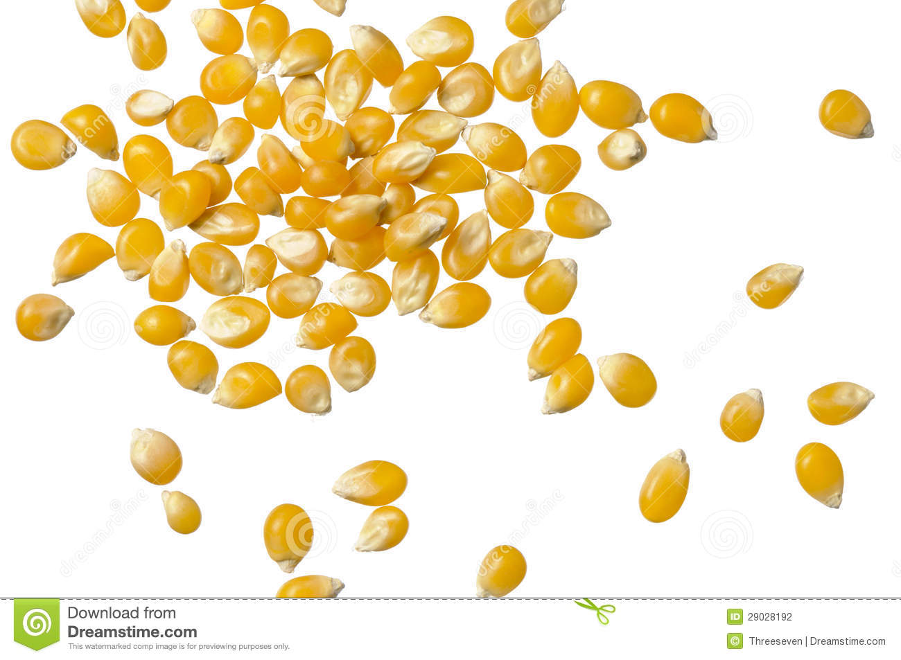 Corn Kernel Clipart.