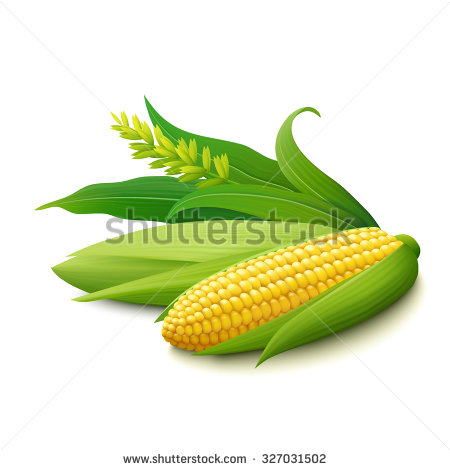 Corn On The Cob Icon Free Vector.