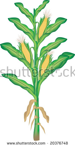 Corn leaves clipart 20 free Cliparts | Download images on Clipground 2023