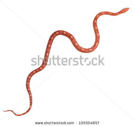 Red Snake Stock Images, Royalty.