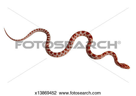 Stock Photo of Corn Snake x13869452.