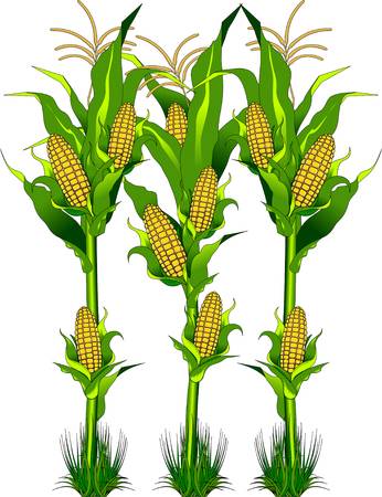 corn stalk clipart 16 free Cliparts | Download images on Clipground 2024