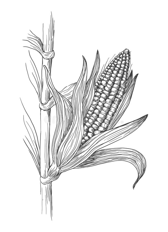 corn stalk clipart black and white 13 free Cliparts | Download images ...