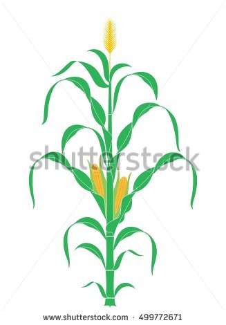 Corn Stalk Silhouette Stock Images, Royalty.
