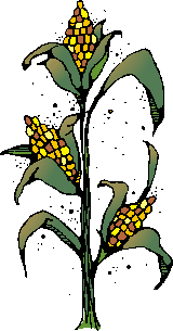 Corn stalk clip art.