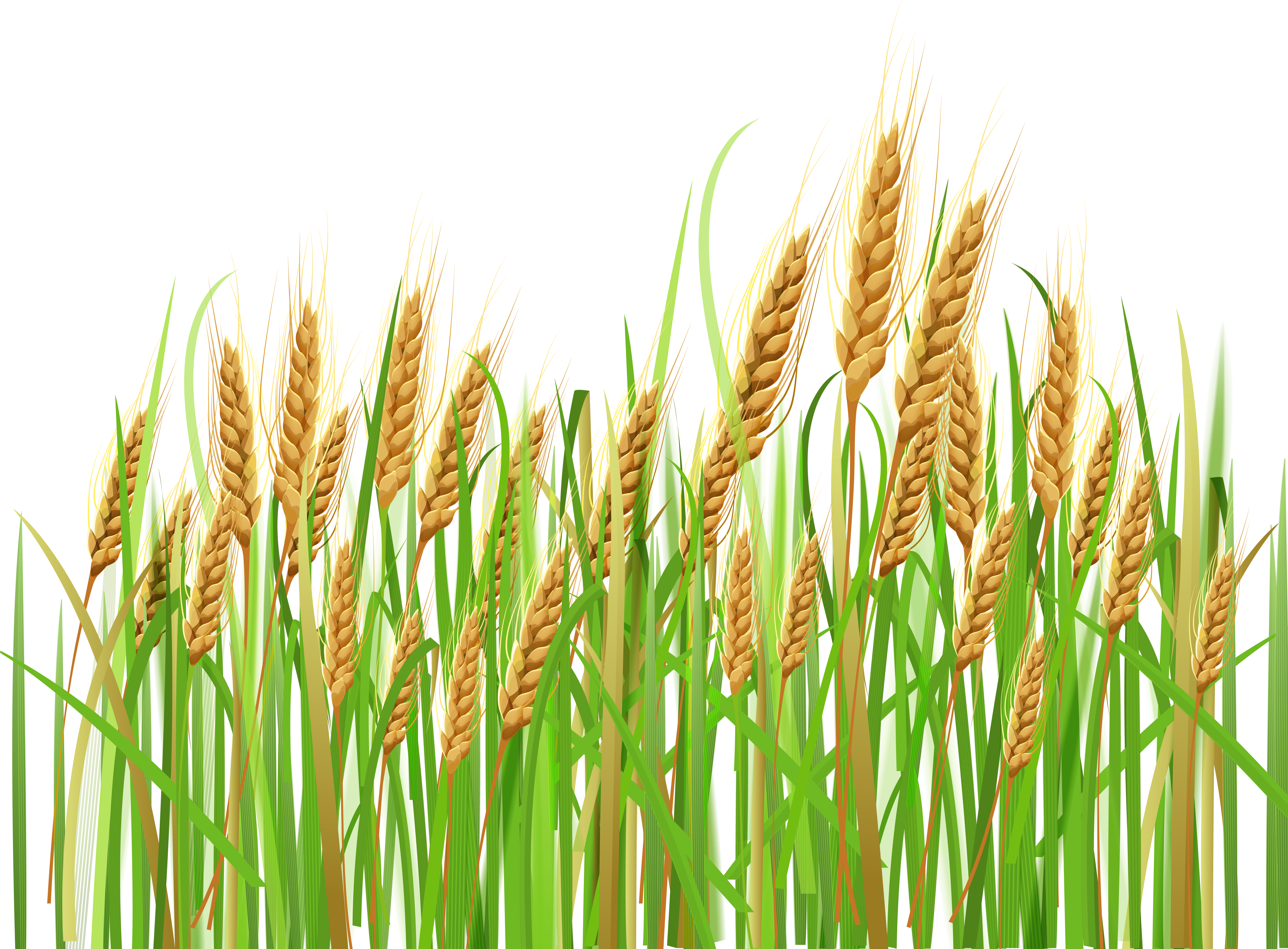 Download HD Cornfield Vector Wheat Background.