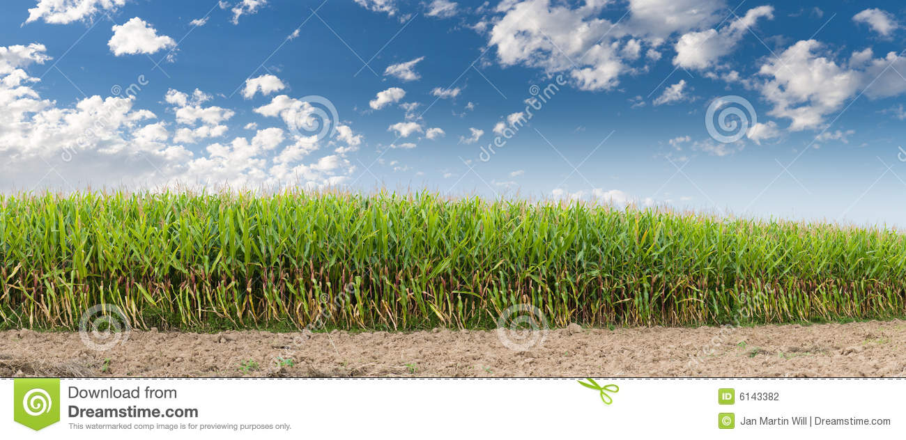 Corn Field And Sky Scenery Royalty Free Stock Photo.