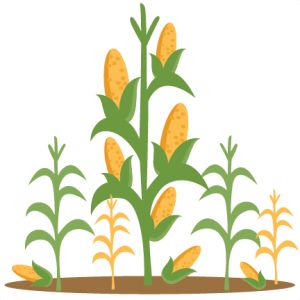 1000+ ideas about Corn Stalks on Pinterest.
