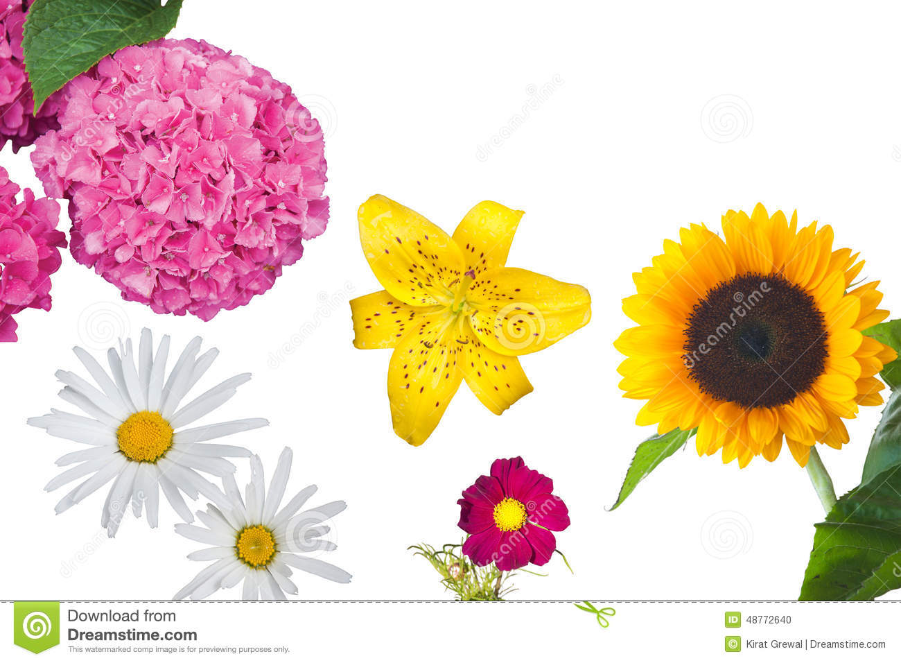 Hydrangea, Daisies, A Yellow Tiger Lily, A Magenta Anemone.