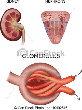 Vector Clip Art of Renal corpuscle and glomerulus, a part of the.
