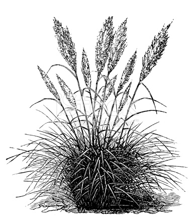 Cortaderia selloana clipart 20 free Cliparts | Download images on