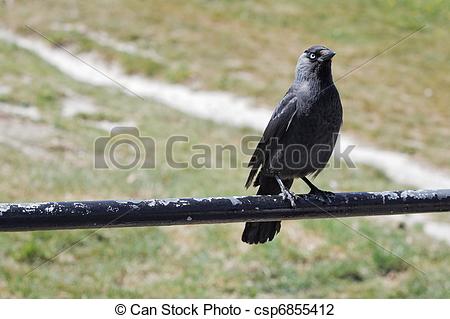 Stock Photo of Jackdaw (corvus monedula) csp6855412.