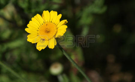 Chamomile Herb Stock Photos Images, Royalty Free Chamomile Herb.