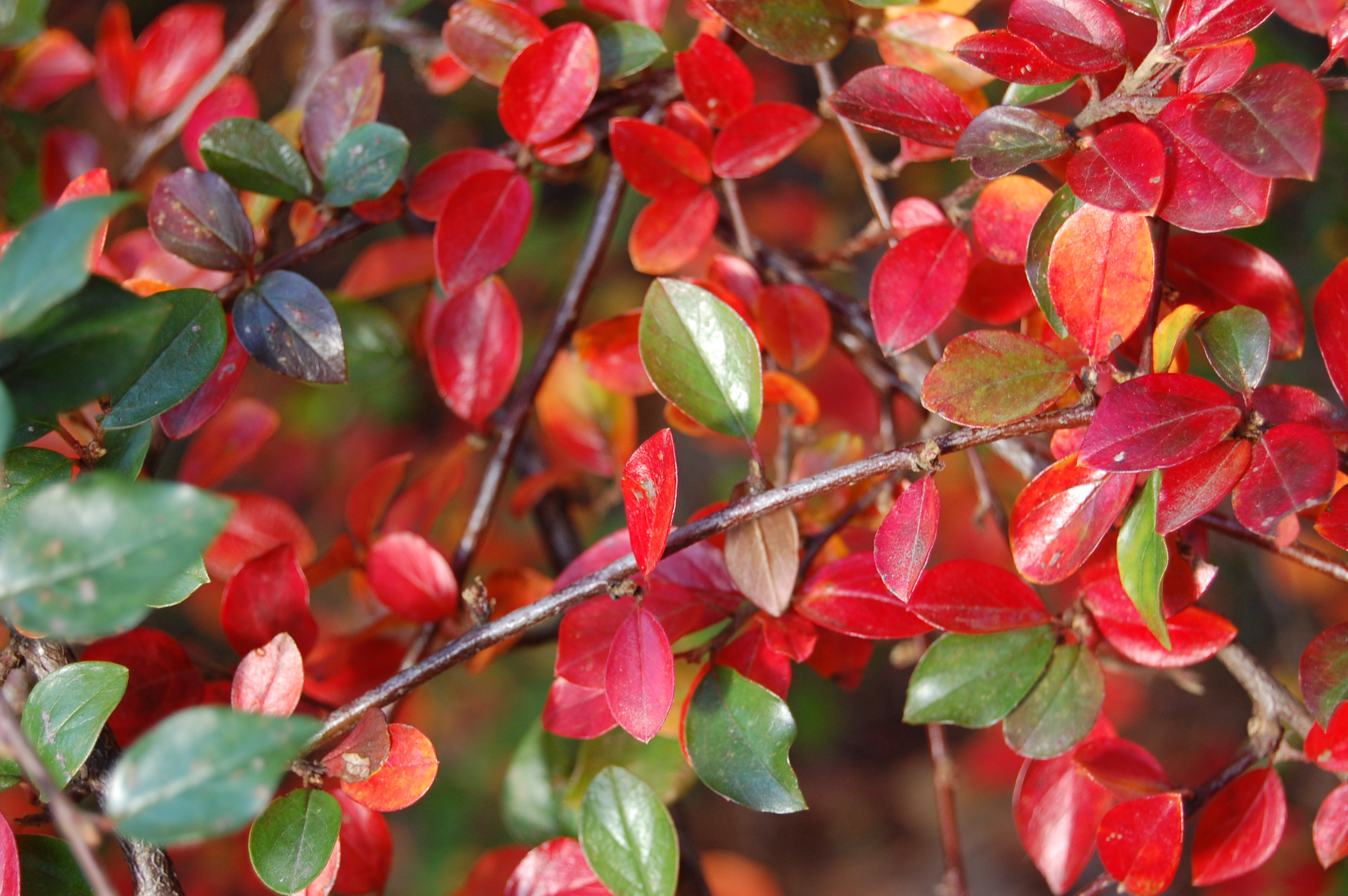 Как быстро растет кизильник. Кизильник (Cotoneaster). Кизильник Люцидус. Кизильник блестящий осенью. Кизильник Млечный.