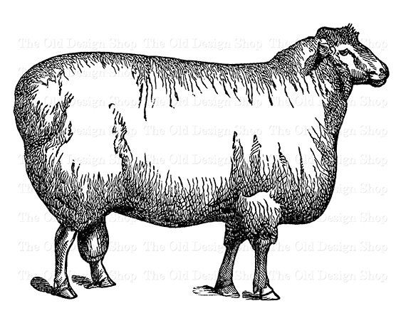 Cotswold Sheep Clip Art Vintage Farm Animal by TheOldDesignShop.