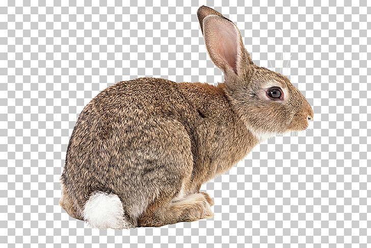 cottontail clipart 10 free Cliparts | Download images on Clipground 2024