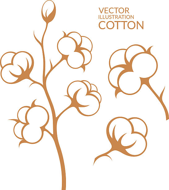 cotton boll clipart 20 free Cliparts | Download images on Clipground 2024