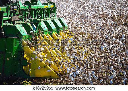 Stock Image of Combine Harvester picking Cotton k18725955.