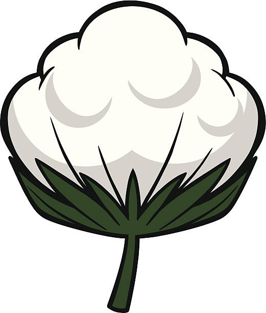 Best Clip Art Of A Cotton Plants Illustrations, Royalty.
