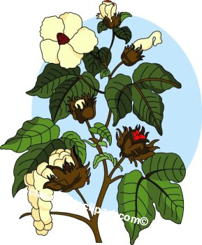 Cotton plant clipart 20 free Cliparts | Download images on Clipground 2023