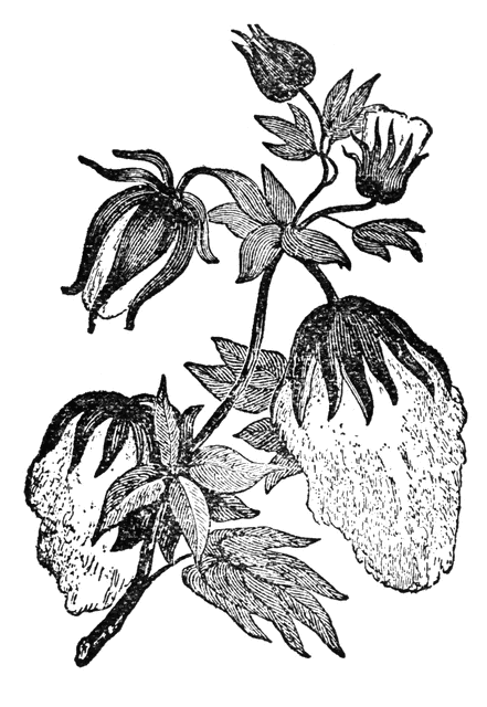 Cotton Plant Drawing.