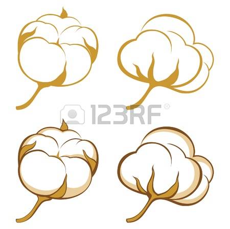 Cotton plant clipart 20 free Cliparts | Download images on Clipground 2024