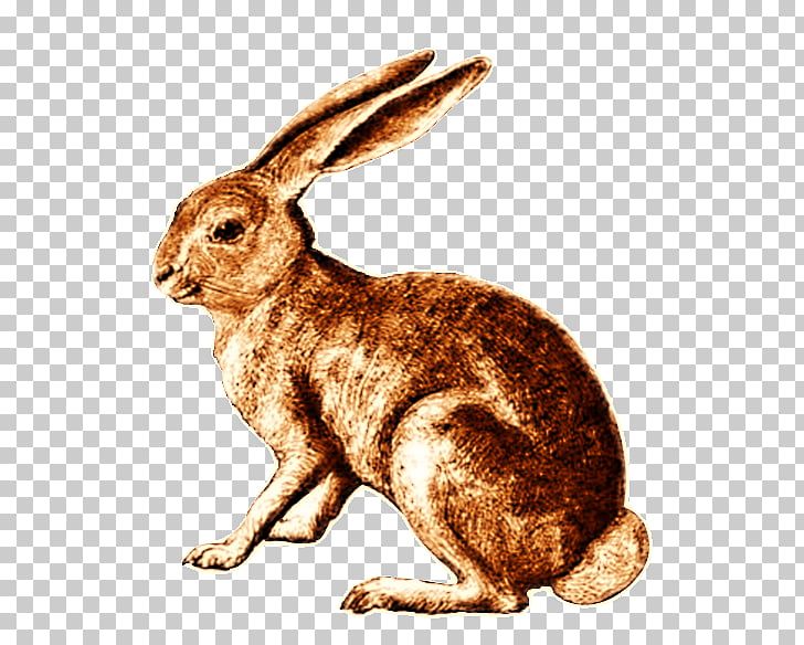 Hare Domestic rabbit Dutch rabbit Cottontail rabbit, retro.