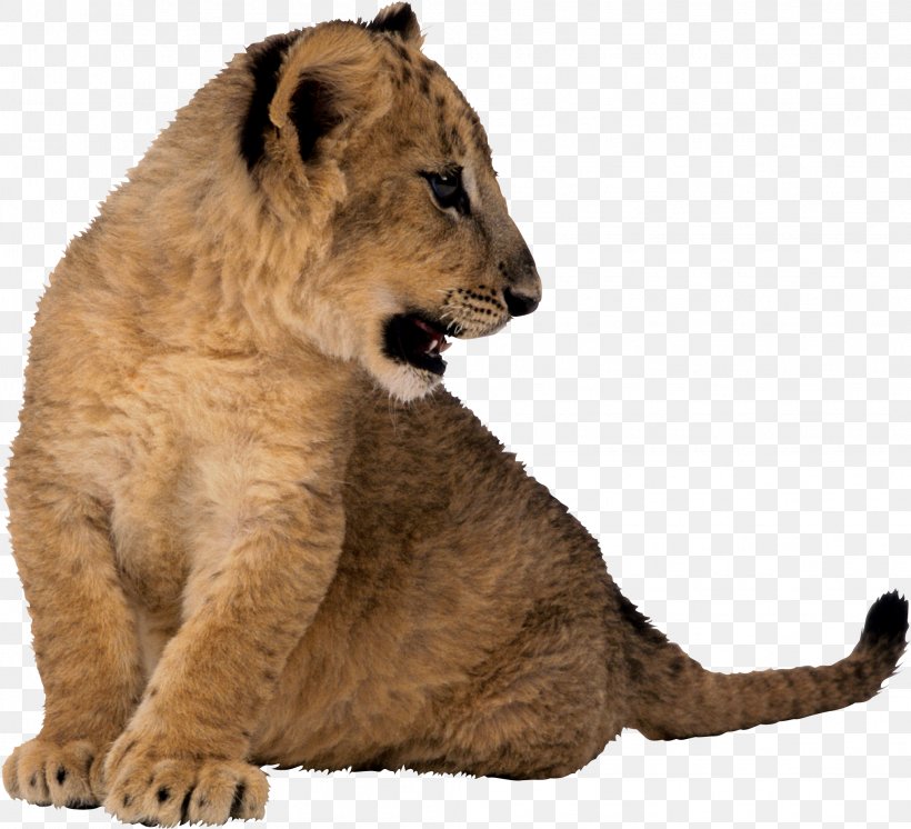 East African Lion Cougar Tiger Animal Clip Art, PNG.
