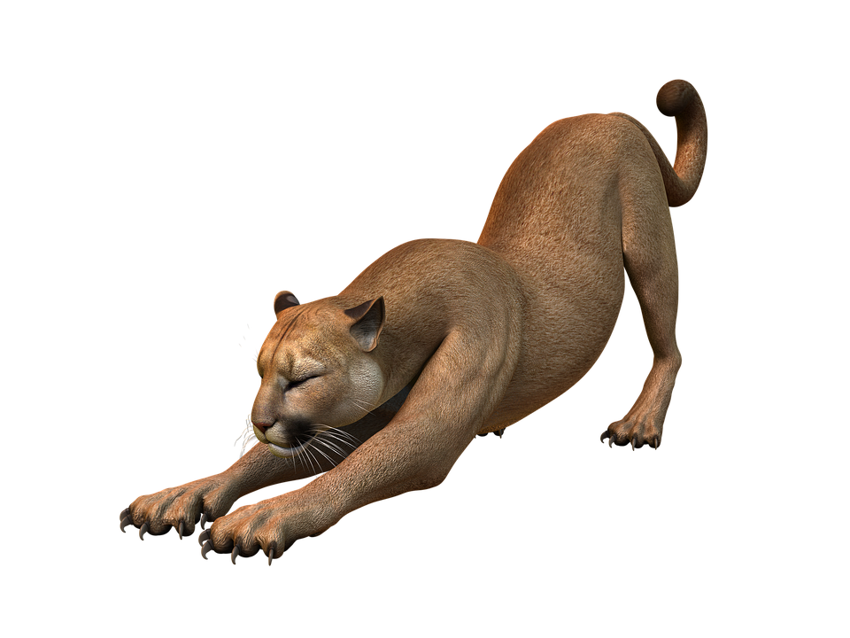 Cougar PNG Images.