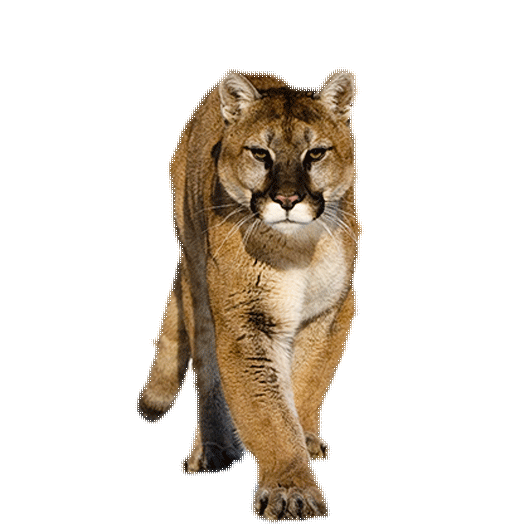 Cougar Png 18 Free Cliparts Download Images On Clipground 2024