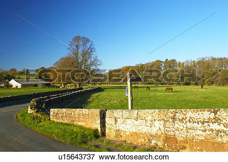 Picture of England, Cumbria, Sebergham, Country lane, fields and.