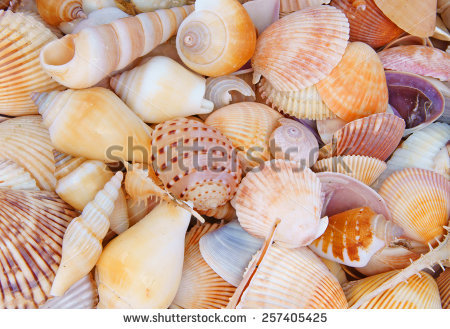 Snail seashell free stock photos download (178 Free stock photos.