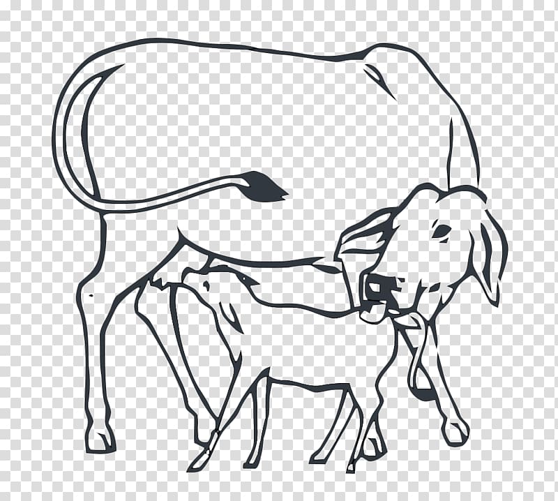 Cattle Cow.