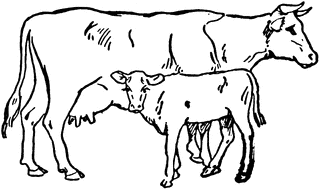 Cow calf clipart.