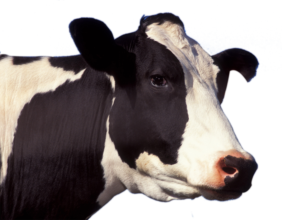 cow head png 20 free Cliparts | Download images on Clipground 2022