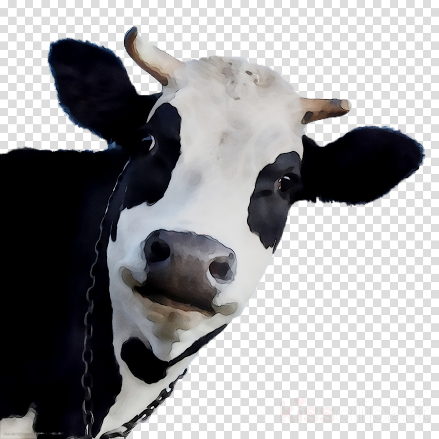 Cow Head Png 20 Free Cliparts 