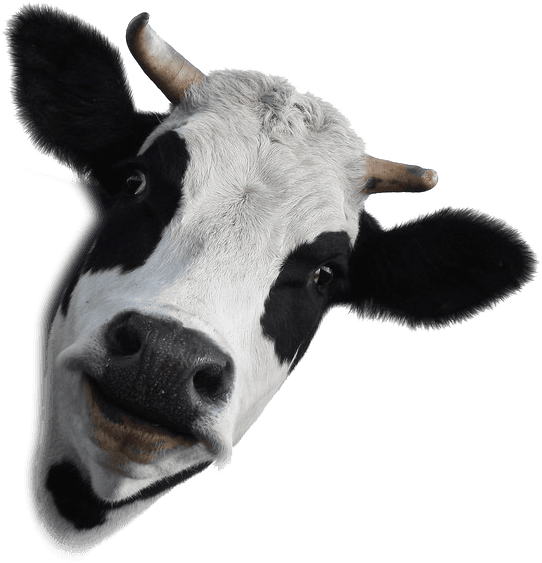 0 Result Images of Cow Head Logo Png - PNG Image Collection
