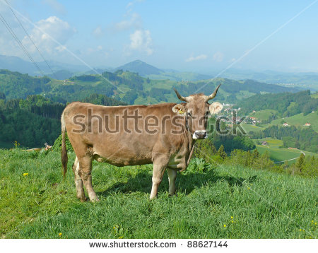 Cow Mountain Stock Photos, Images, & Pictures.