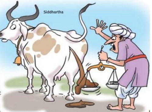 Collector stays Gujarat civic body's order on cow dung.